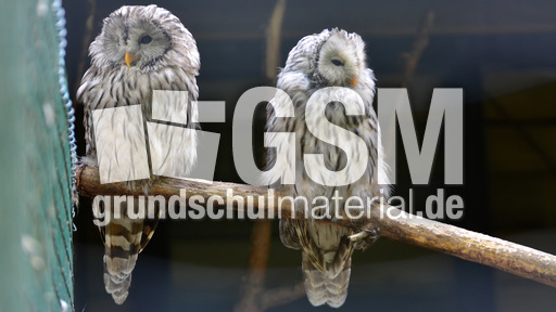 Habichtskauz (4).jpg